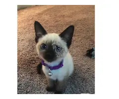 Gatito siamés