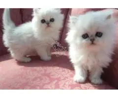Gatita persa
