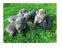 Cachorros de American Pitbull