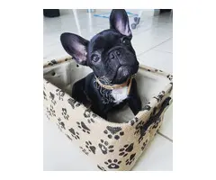 cachorros de Bulldog Francés macho y hembra WhatsApp +34 611225137