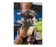 Cachorros Pastor Aleman