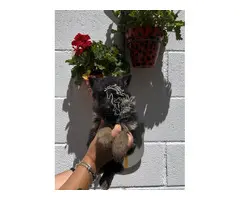 Cachorros Pastor Aleman