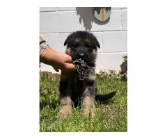 Cachorros Pastor Aleman