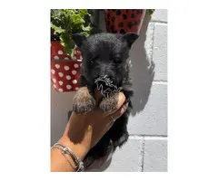 Cachorros Pastor Aleman