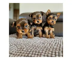 Regalo Cachorros Yorkshire Terrier Mini Toy whatsapp:613372697