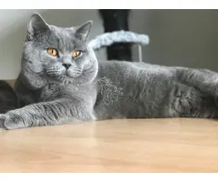 Monta Gato British Shorthair