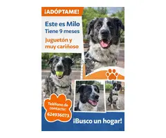 ¡Milo busca un hogar lleno de amor!