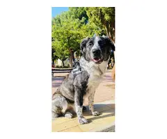 ¡Milo busca un hogar lleno de amor!