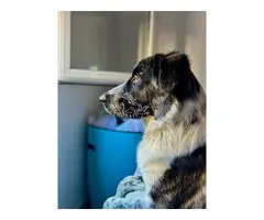 ¡Milo busca un hogar lleno de amor!