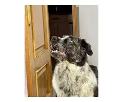 ¡Milo busca un hogar lleno de amor!