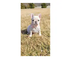 Magnificos Cachorros Bulldog Frances