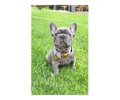 Magnificos Cachorros Bulldog Frances