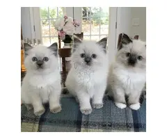 LINDOS GATITOS RAGDOLL