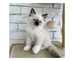 LINDOS GATITOS RAGDOLL