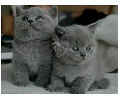 Gatitos Britico Pelo corto