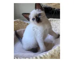 LINDOS GATITOS SIAMESE