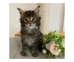 MAINCOONS MACHOS Y HEMBRAS