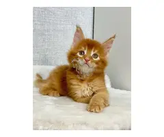 MAINCOONS MACHOS Y HEMBRAS