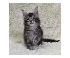 MAINCOONS MACHOS Y HEMBRAS