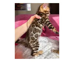 GATITOS BENGALI DISPONIBLES