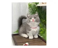 GATITOS MUNCHIN MACHOS Y HEMBRAS