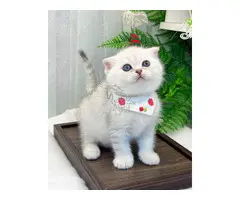 GATITOS MUNCHIN MACHOS Y HEMBRAS