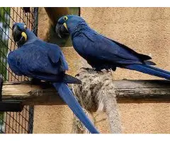 HABLADOR LOROS GUACAMAYOS JACINTO