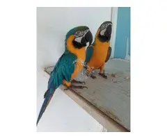 AZULE Y ORO LOROS GUACAMAYOS