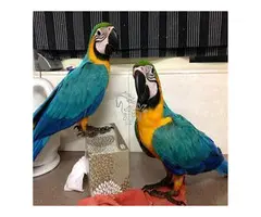 AZULE Y ORO LOROS GUACAMAYOS