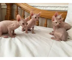 GATITOS SPHYNX LISTO