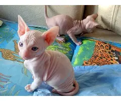 GATITOS SPHYNX LISTO