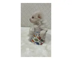 lulu Pomerania mini toy hembra blanca cabeza naranja