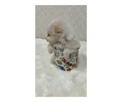lulu Pomerania mini toy hembra blanca cabeza naranja