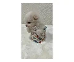 lulu Pomerania mini toy hembra blanca cabeza naranja