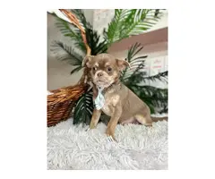 CHIHUAHUA