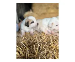 MASTINES machos y hembras