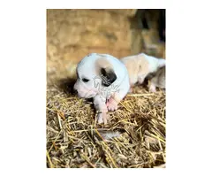 MASTINES machos y hembras