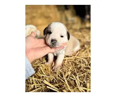 MASTINES machos y hembras