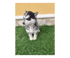 Hembra de Husky siberiano preciosa