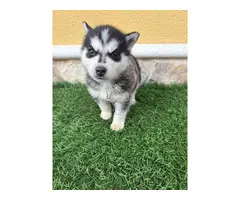 Hembra de Husky siberiano preciosa