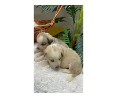 MASTINES machos y hembras