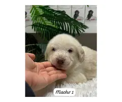 MASTINES machos y hembras