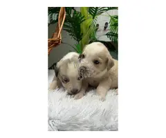 MASTINES machos y hembras