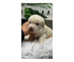 MASTINES machos y hembras