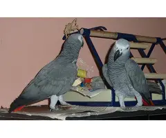 Loros Grises Africanos de Cola Roja