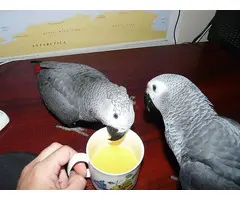 Loros Grises Africanos de Cola Roja