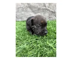 Staffordshire  Bull Terrier