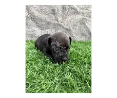 Staffordshire  Bull Terrier