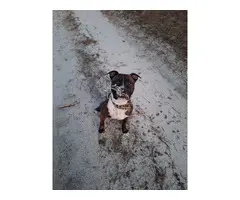 American Staffordshire Terrier