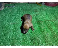 American Staffordshire Terrier